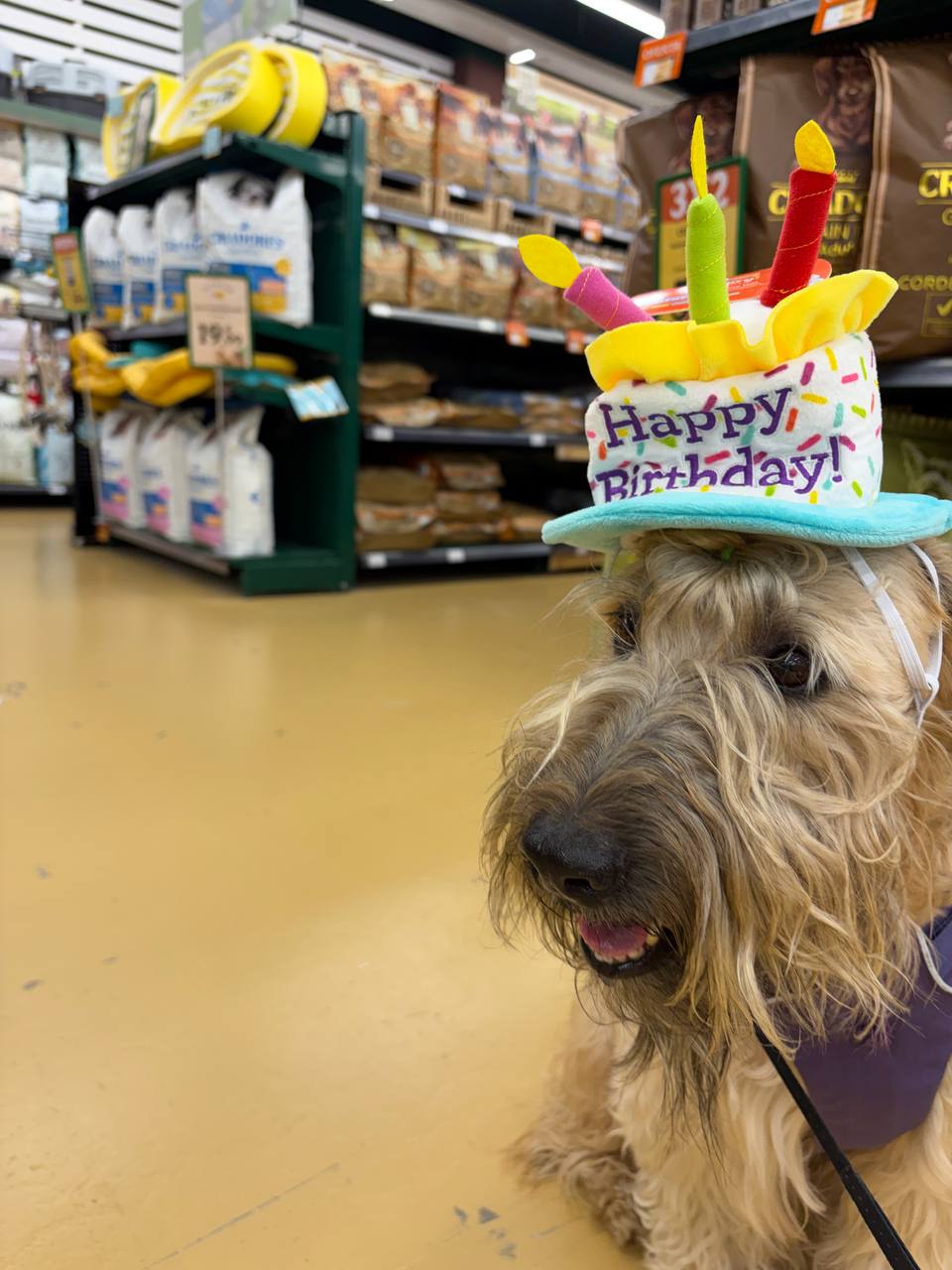 Поздравим Патрика - ему сегодня исполнилось 8 лет 🤓🎉🥳