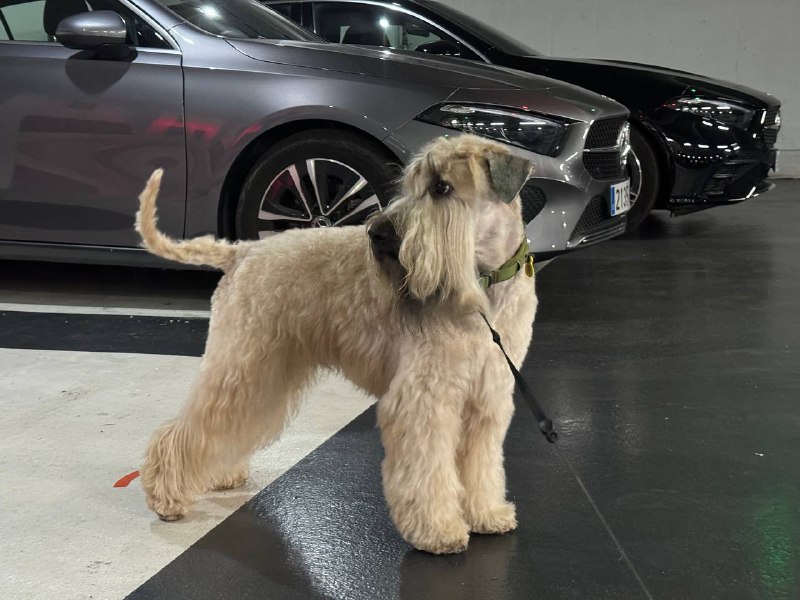 Съездили подстричь Патрика 🤓