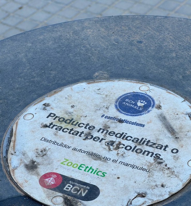 Курлык. Голубей стерилизуют в Барселоне 🕊️