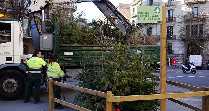 226 пунктов сбора ёлочек откроется на след неделе в Барселоне