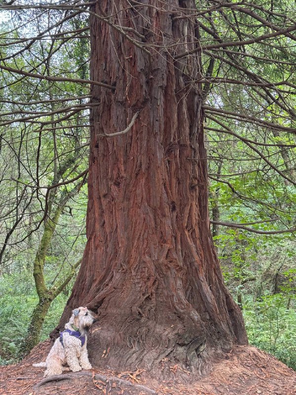 Секвои посмотрели - красивые