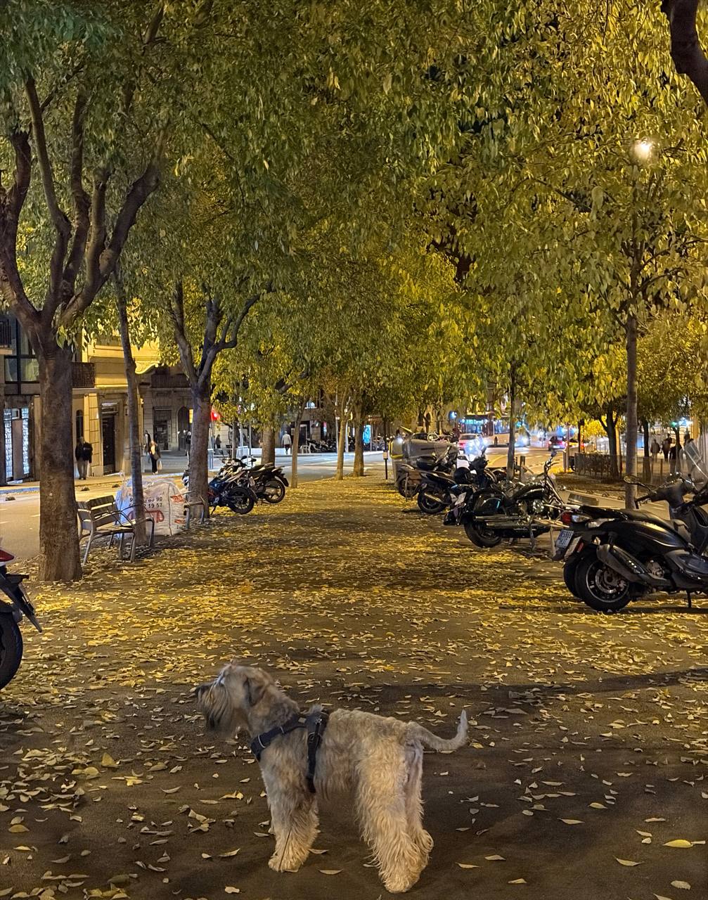 Конец осени в Барселоне